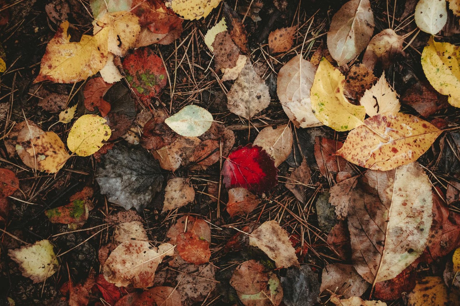 Slot Oyunlarında Scatter Sembolü ve Wild Özellikleri